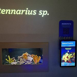 MORPH'D - Painted Frogfish