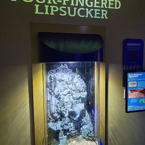 MORPH'D - Four fingered lipsucker