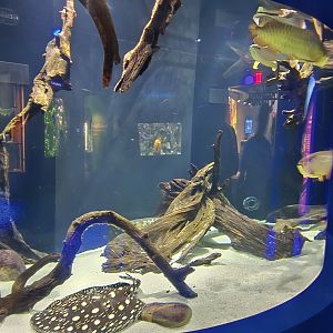 MORPH'D - Arowana and freshwater stingrays
