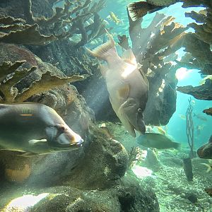 Florida Coral Reefs - hogfish
