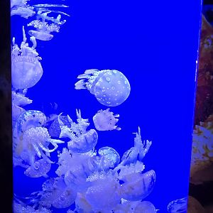 Waves of Wonder - Spotted lagoon jelly