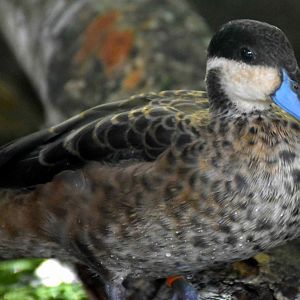 Blue-billed Teal (Spatula hottentota)