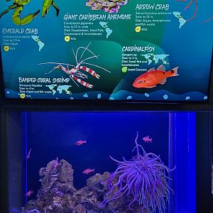 Shorelines - Anemone and crab tank