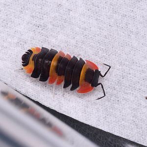 Phoenix isopod (Merulanella sp. 'Phoenix')