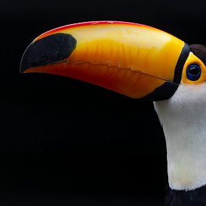 Toco toucan (Ramphastos toco)