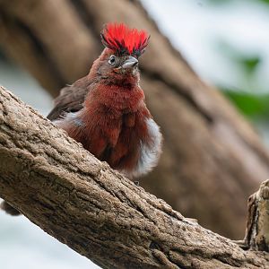 Red pileated finch (Coryphospingus cucullatus)