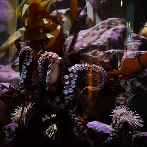 Giant Pacific Octopus (sqiqələč)