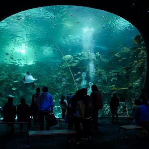 'The Reef' main viewing window