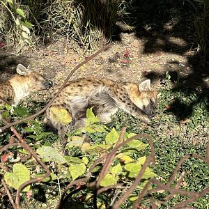 Spotted Hyena