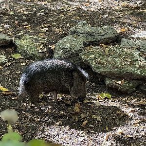 Chacoan Peccary