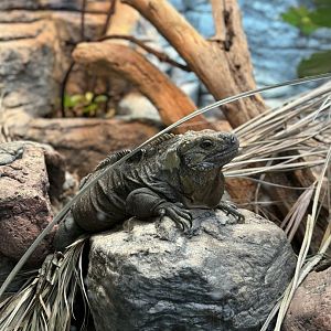 Jamaican Iguana