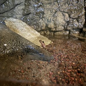 Cave Salamander