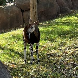 Okapi With Tongue Out