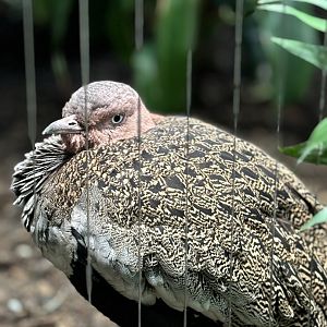Buff Crested Bustard