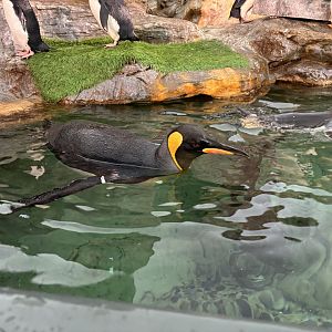 King Penguin