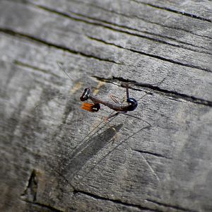 Burying Mantis Sphodropoda tristis