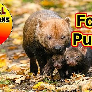 Bush dog Pups at Dudley Zoo