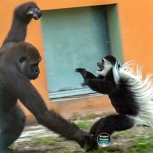 Aybo and the Colobus Monkey