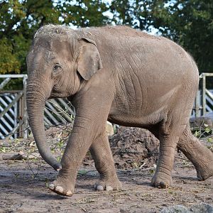 Asian elephant "Indali"