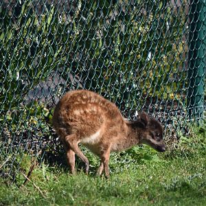 Visayan spotted deer fawn