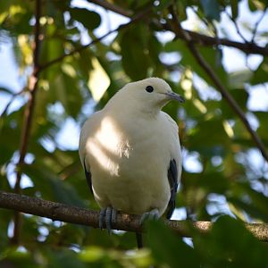 Pied imperial pigeon