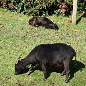 Lowland anoa mother and calf
