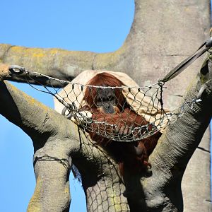 Sumatran orangutan