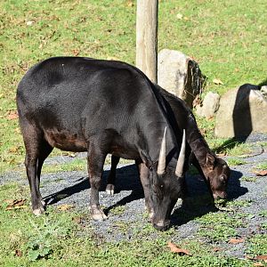 Lowland anoa mother and calf