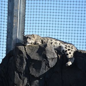 Snow leopard