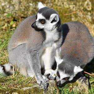 Ring-tailed lemurs