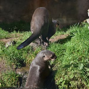Giant otters