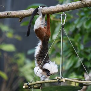 Cotton-top tamarin