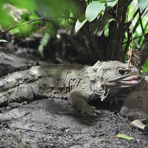 Tuatara