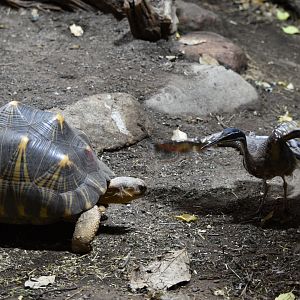 Radiated tortoise vs sunbittern