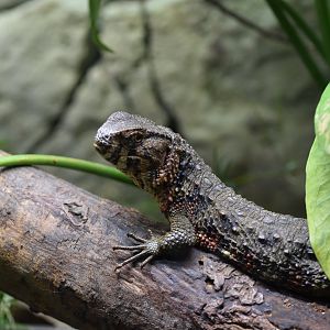 Chinese crocodile lizard