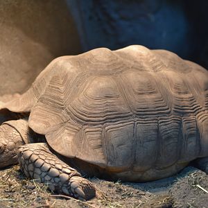 African spurred tortoise