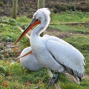 Dalmatian pelican