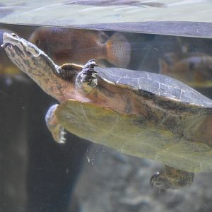 Geoffroy's side-necked turtle