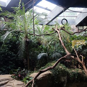 Lar Gibbon Exhibit