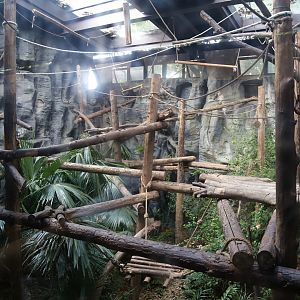Red-cheeked Gibbon Exhibit