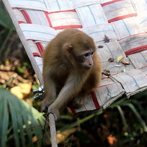 Assam Macaque Juvenile (Macaca assamensis)