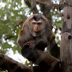 Northern Pig-tailed Macaque