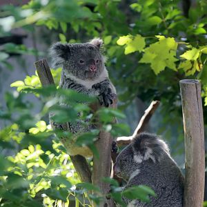 Koala, Mother and Cub