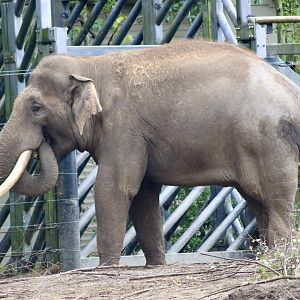 Aung Bo, Asian elephant (Elephas maximus) - 28/10/2024