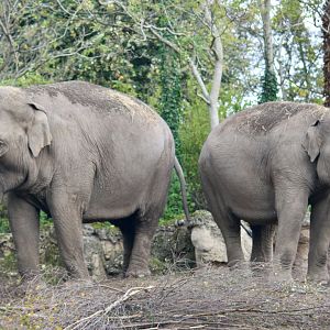 Bernhardine and Samiya, Asian elephants (Elephas maximus) - 28/10/2024