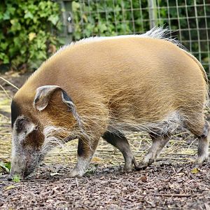 Red river hog (Potamochoerus porcus) - 28/10/2024