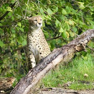 Callie, Sudan cheetah (Acinonyx jubatus soemmeringii) - 28/10/2024