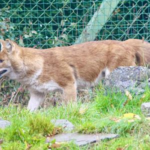 Chinese dhole (Cuon alpinus lepturus) - 28/10/2024