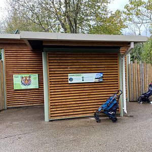 New housing for Amur tigers - 28/10/2024