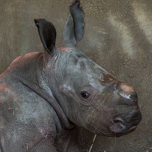 Southern White Rhino calf, ZSL Whipsnade, UK